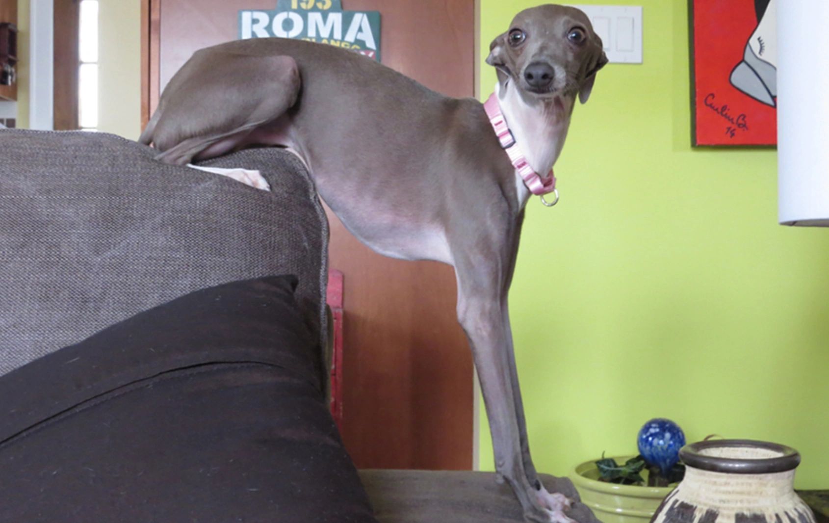 Italian hot sale greyhound breeders